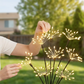 Solar Firework Garden Stake Lights