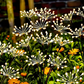 Solar Firework Garden Stake Lights